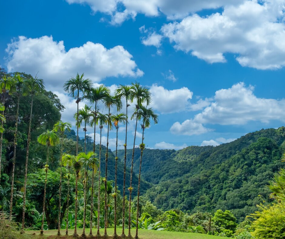 马提尼克旅游攻略图片