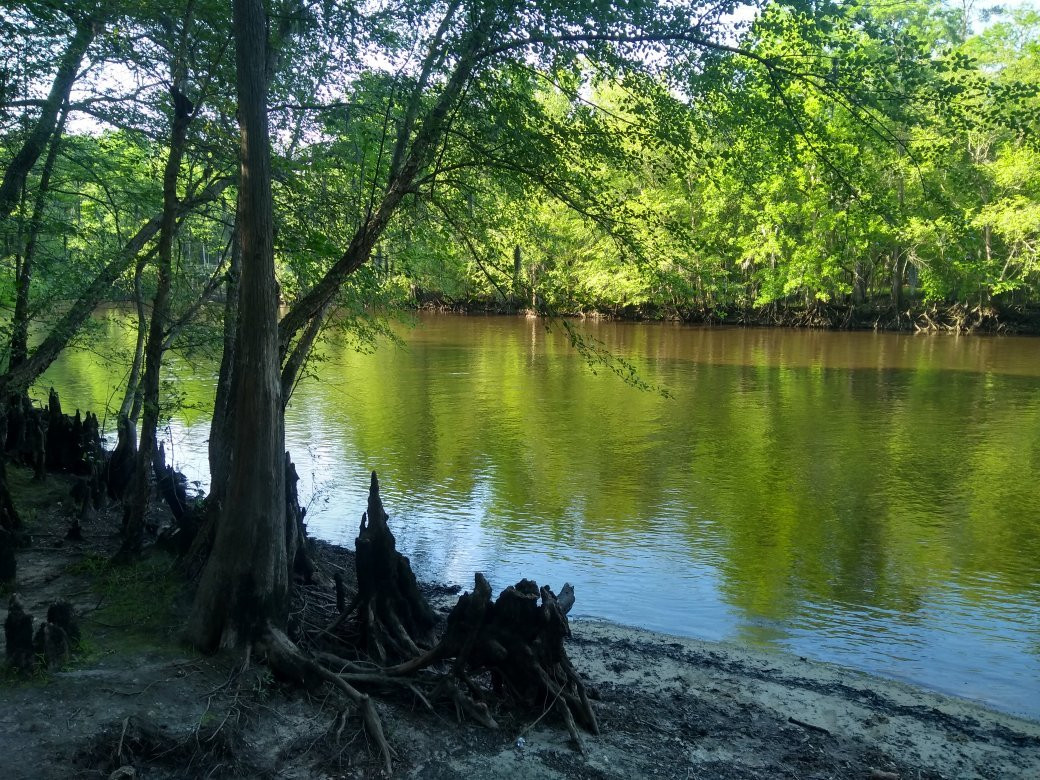 Colleton State Park景点图片