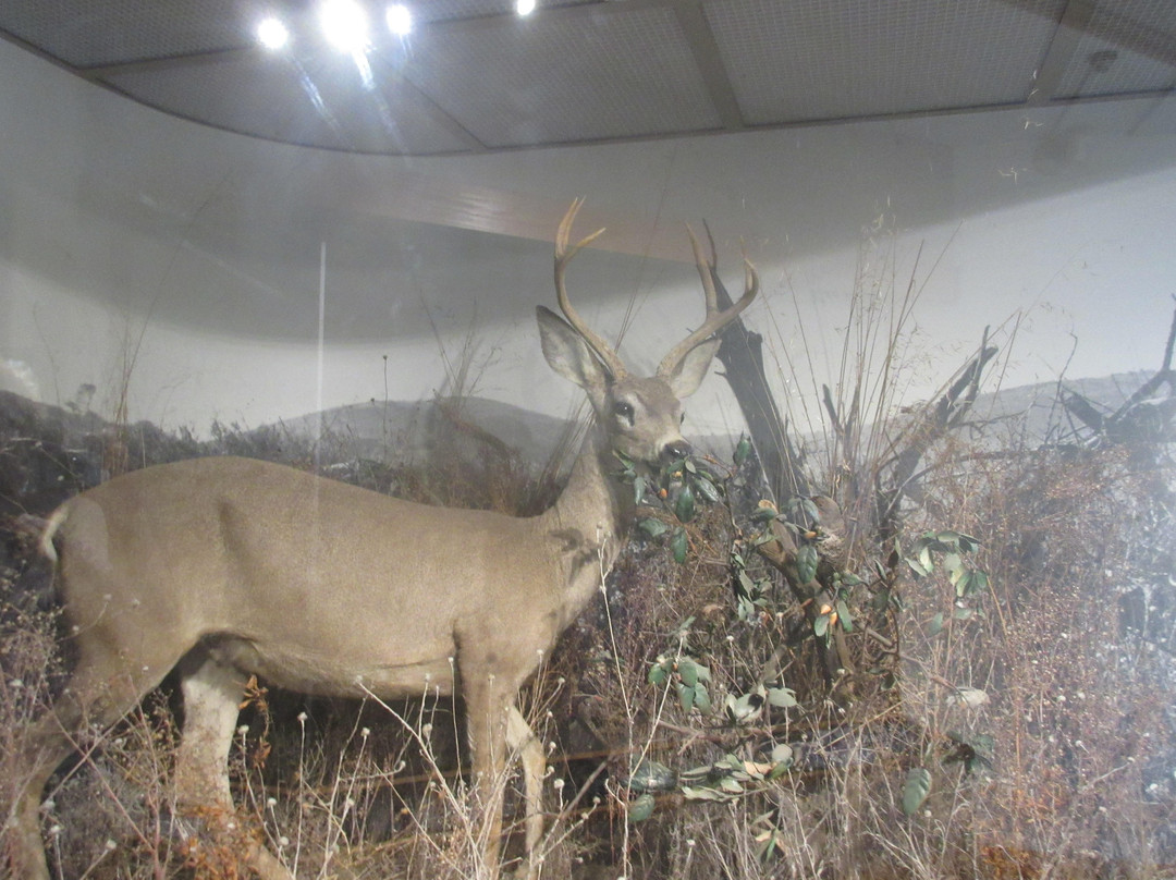 费利蒙旅游景点-Museum at Coyote Hills