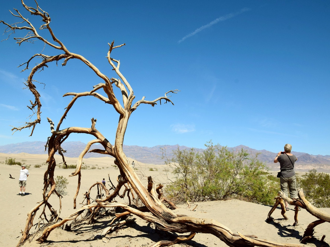 Mesquite Flat Sand Dunes景点图片