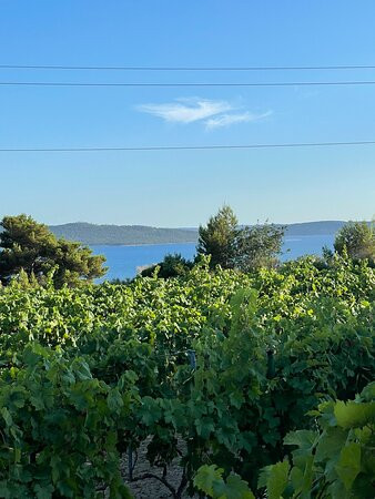Winery Kovac景点图片