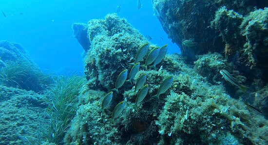 Pollo Diving ASD-Porto Pollo必去景点