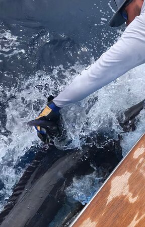 Maverick Sportfishing Charters景点图片