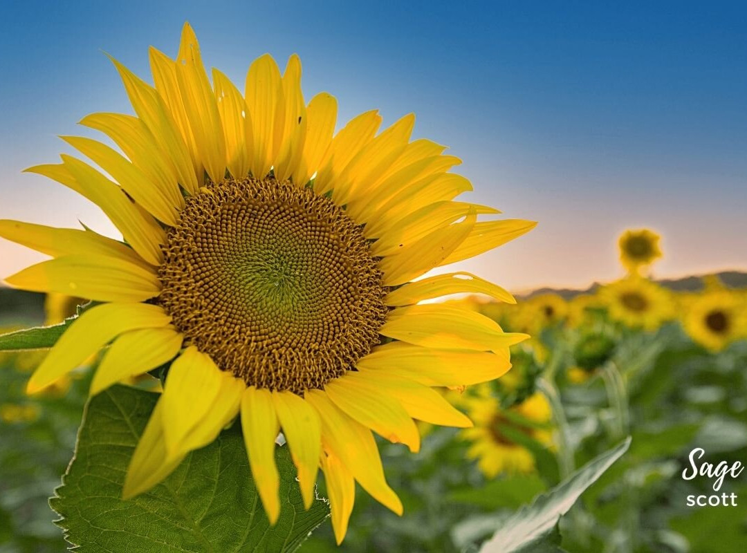 Grinter Farms-劳伦斯必去景点