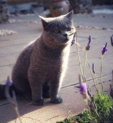 大理沙溪古镇方合庭院主图