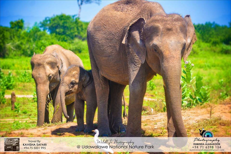 Kavisha Safari Service Udawalawa-乌达瓦拉瓦必去景点