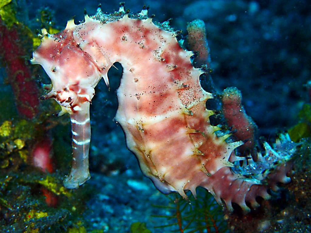 水游天堂潜水中心-图兰本必去景点