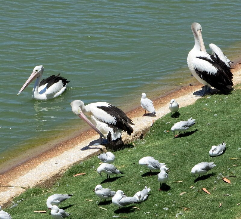 Mildura Riverfront-米尔杜拉必去景点