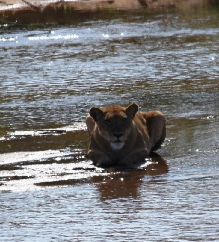 Robbie Williams Safaris-雾观必去景点
