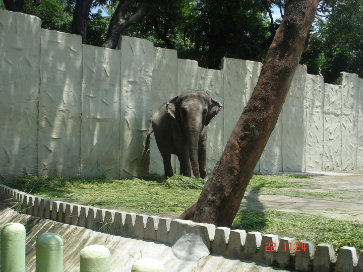 马尼拉动物园景点图片
