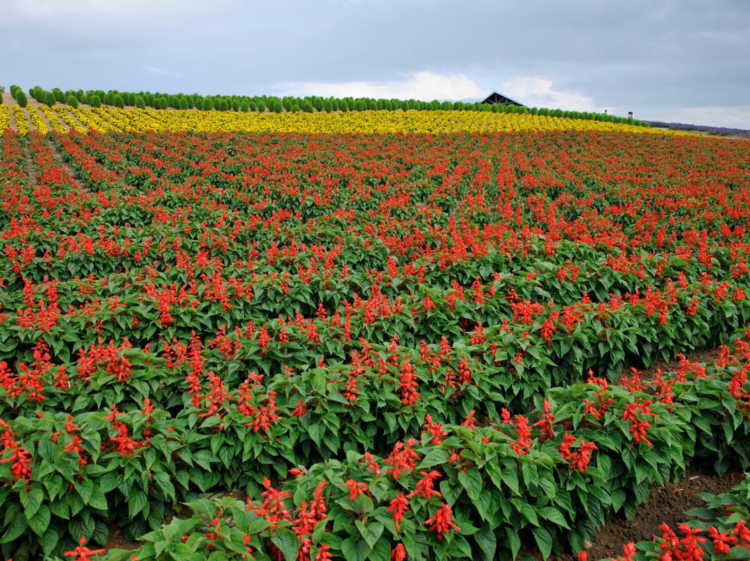 上富良野町旅游景点-Kanno Firm