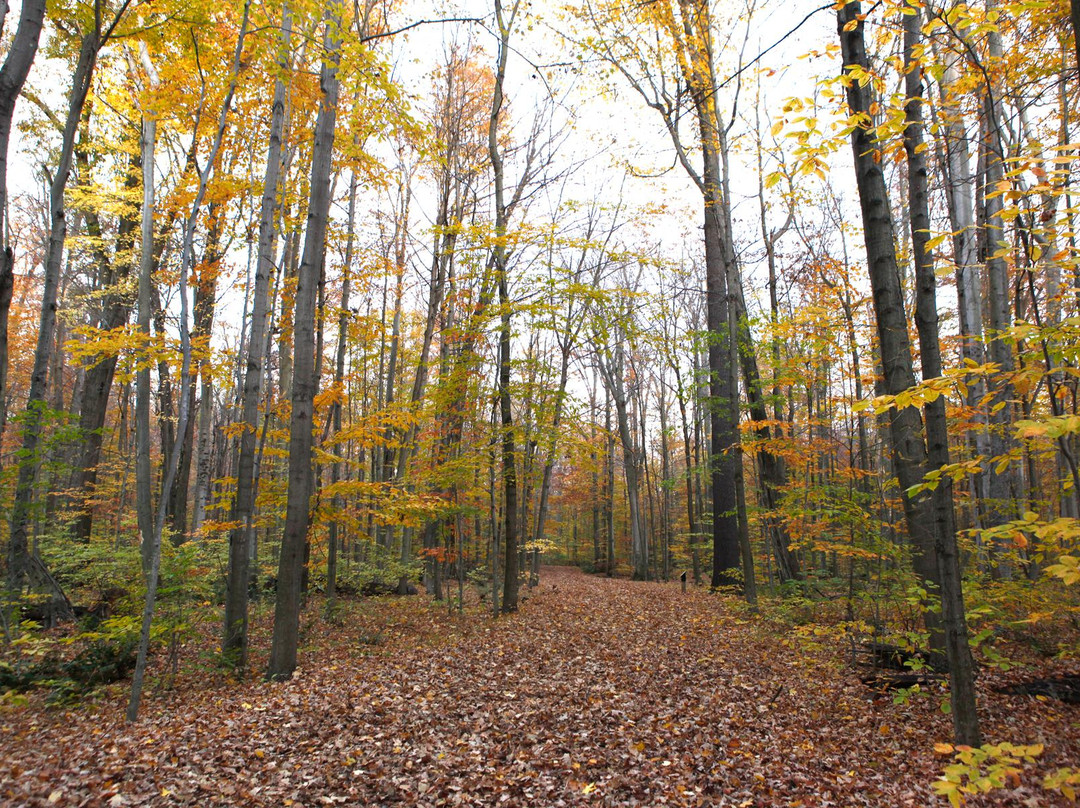 Aylmer旅游攻略图片