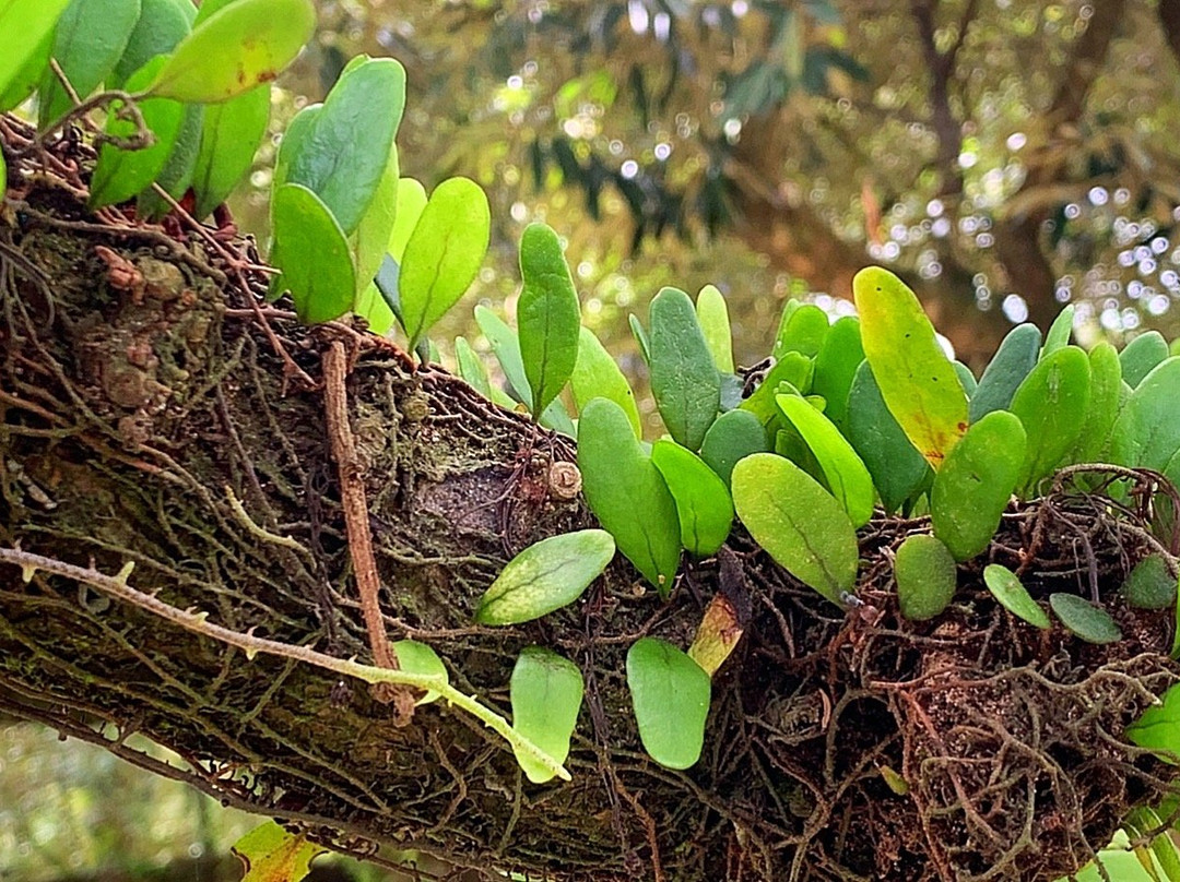 Lukut旅游攻略图片