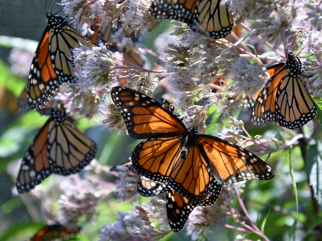 Butterfly Gardens of Wisconsin景点图片