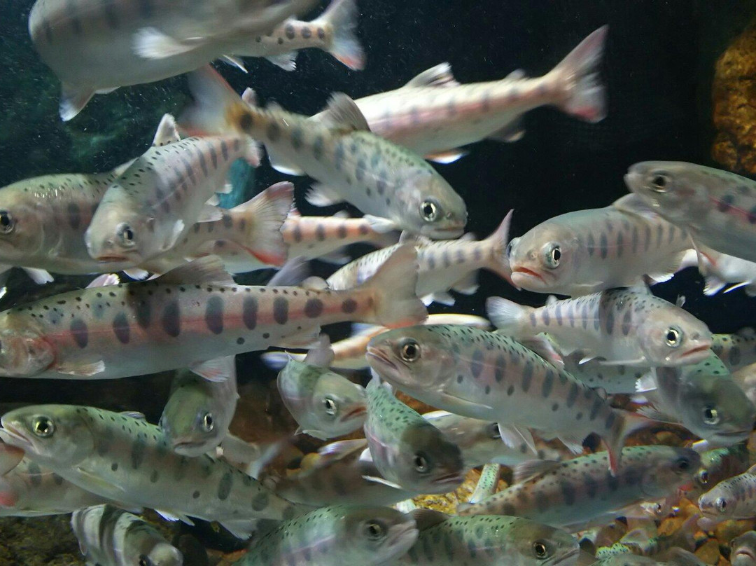 相模原市旅游景点-Sagamigawa Fureai Science Museum Aquarium Sagamihara