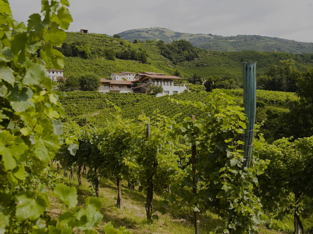Azienda Agricola Rebuli Angelo & Figli