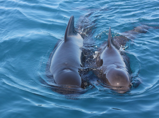 Estrecho Natura-阿尔赫西拉斯必去景点