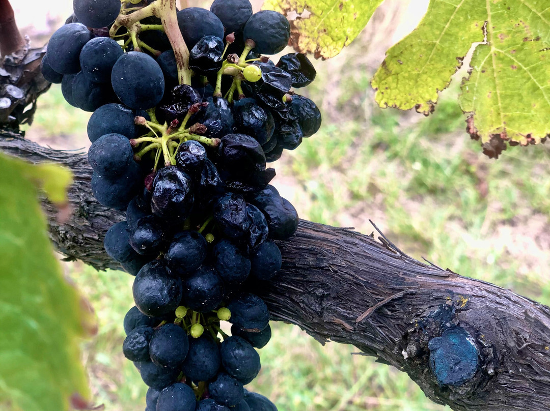 The Winemaker's Tour-Eskdale必去景点