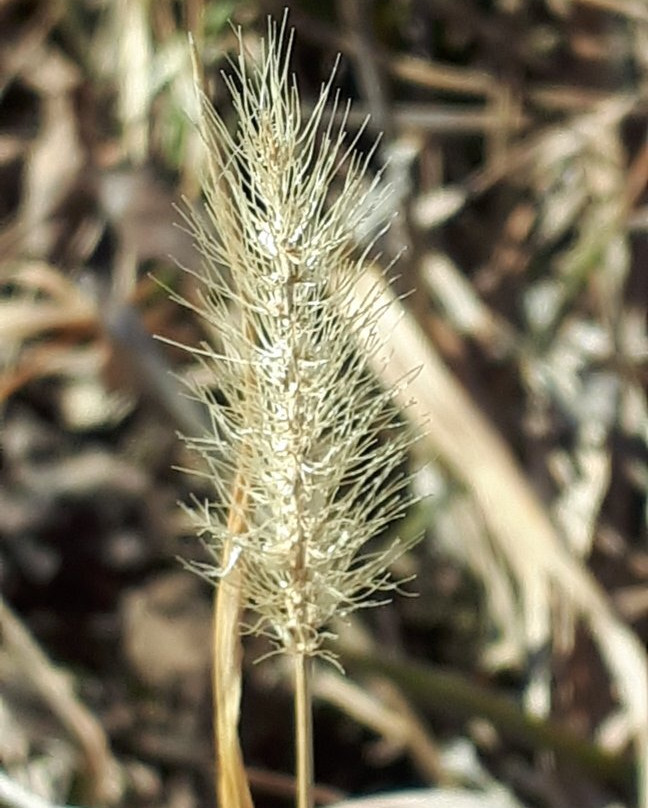 Icelandic Heritage-基米尼必去景点