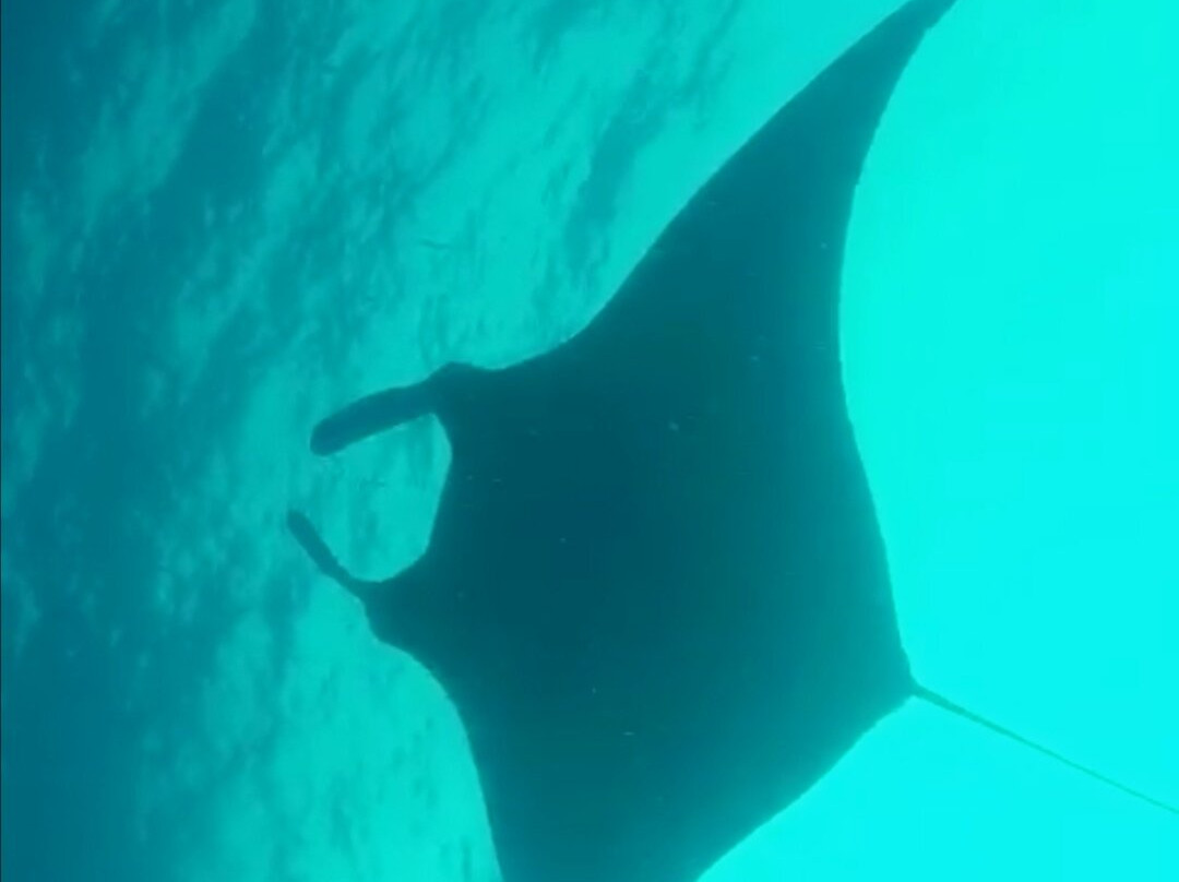 Aliwal Dive Centre-Umkomaas必去景点