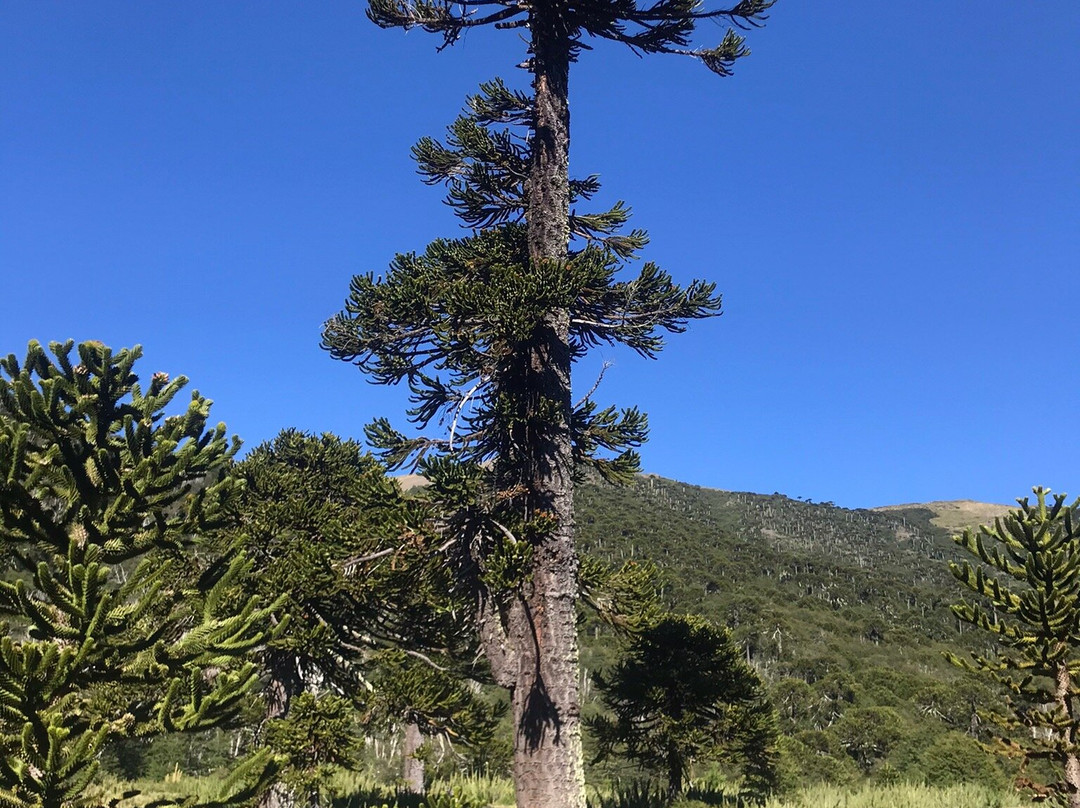 Reserva Nacional Malalcahuello - Nalcas景点图片