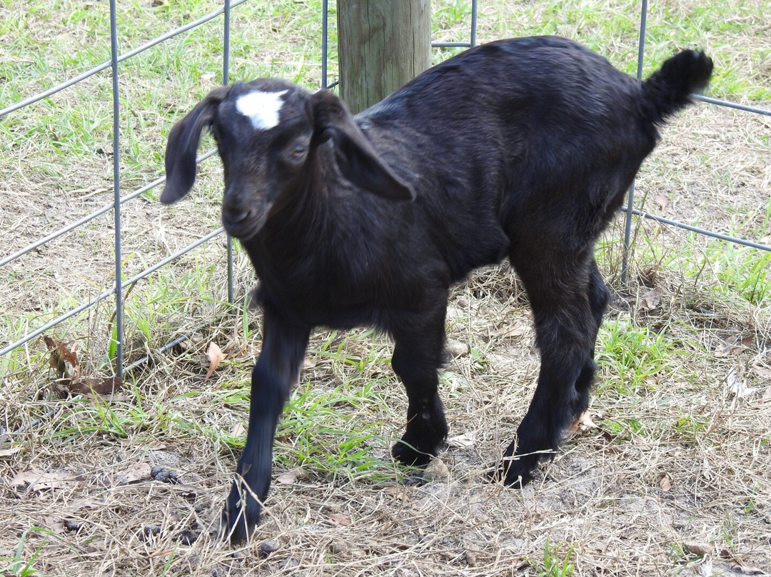 Gan Eden Farms-Live Oak必去景点