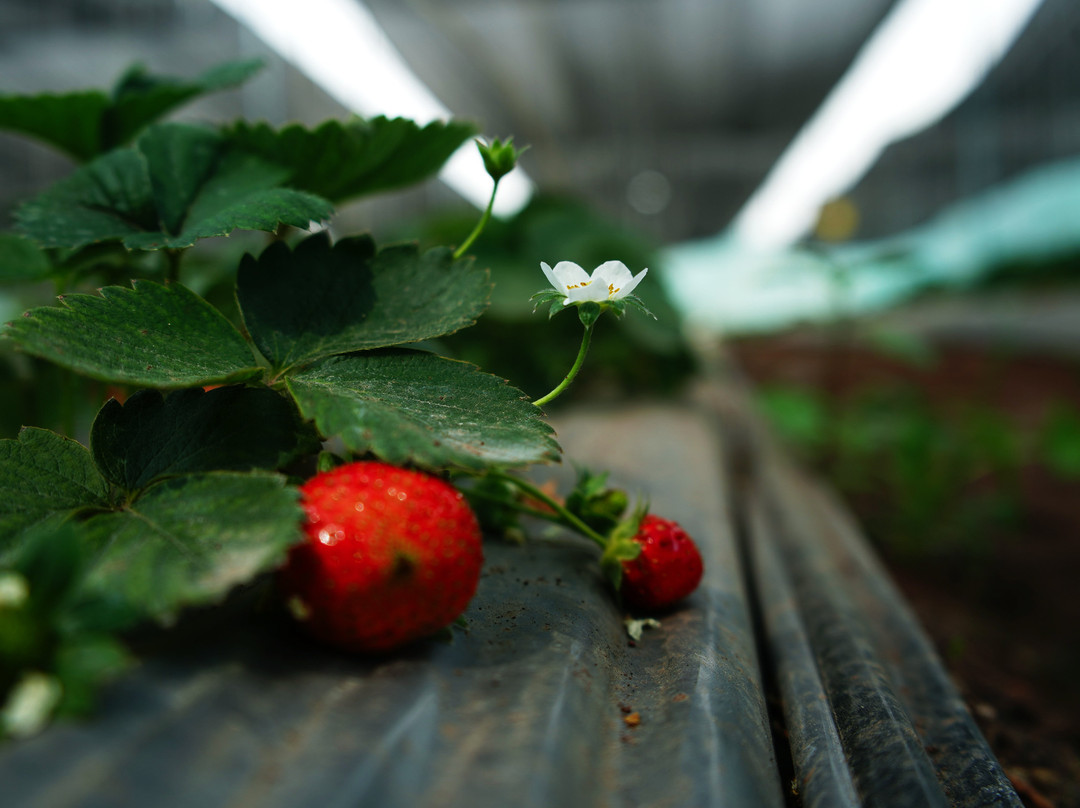 Jds Farms And Nursery景点图片