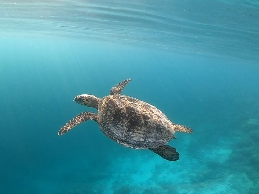 Equatorial Divers Lodge主图