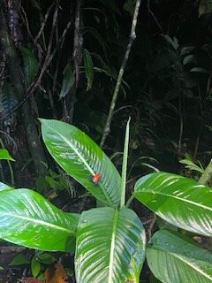 Arenal Sanctuary Reserve景点图片