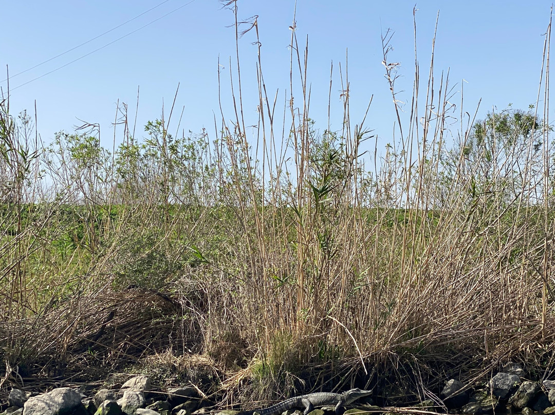 Happiness Bayou Tours-新奥尔良必去景点