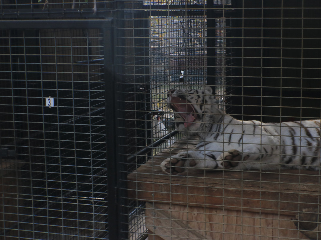 Project Survival's Cat Haven-Dunlap必去景点