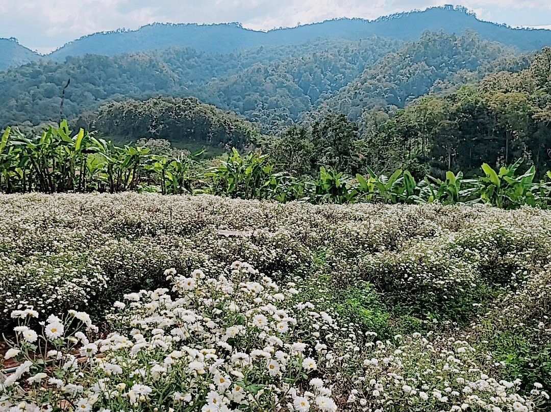 Chrysanthemum flower-沙蒙必去景点
