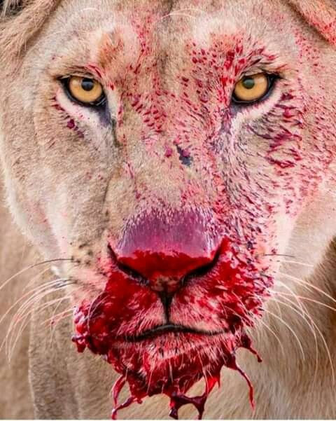 Mikumi National Park-米库米国家公园必去景点