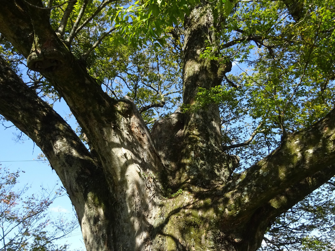 Nomano Okeyaki-能势町必去景点
