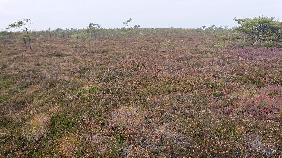Naturlehrpfad Schwarzes Moor景点图片