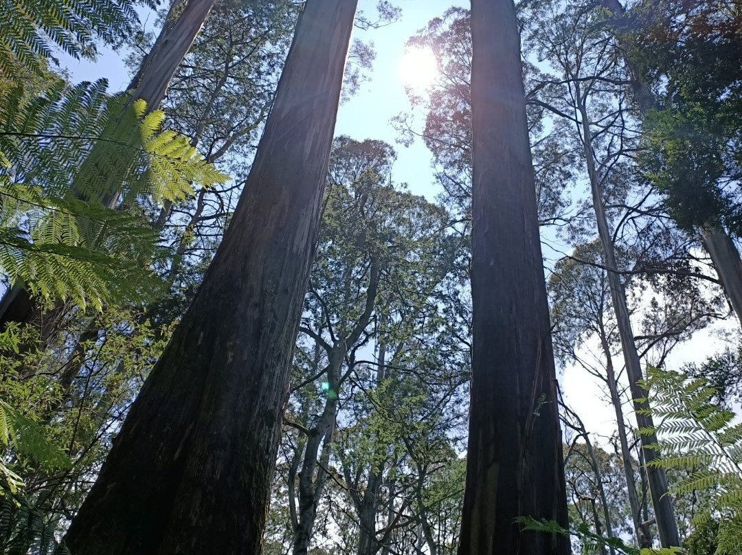 Baw Baw National Park-Walhalla必去景点
