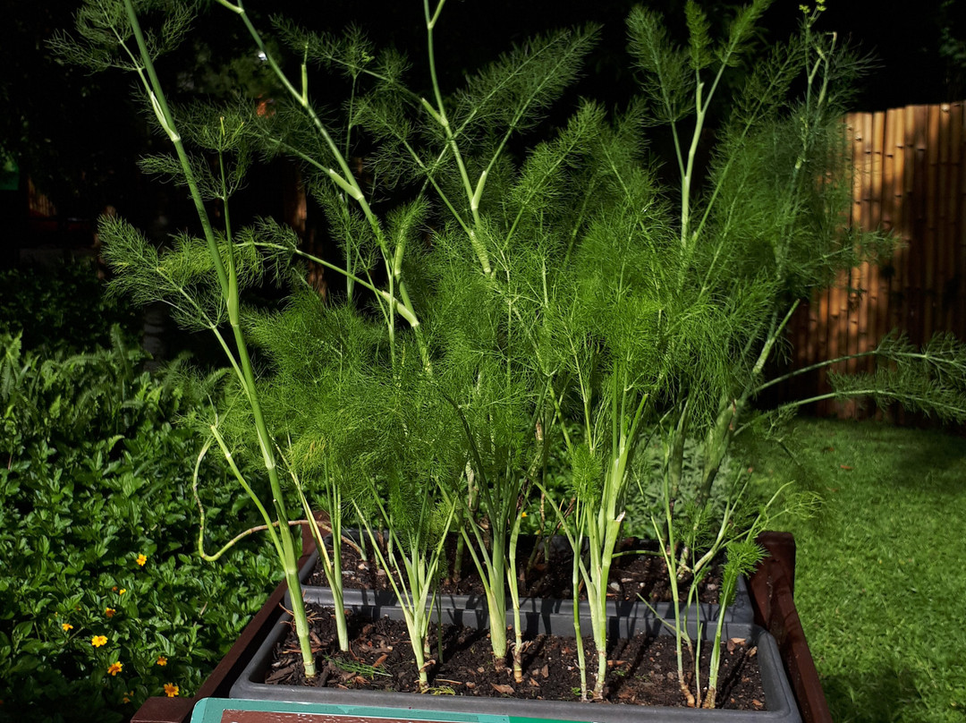 Jardim das Sensações-库里提巴必去景点