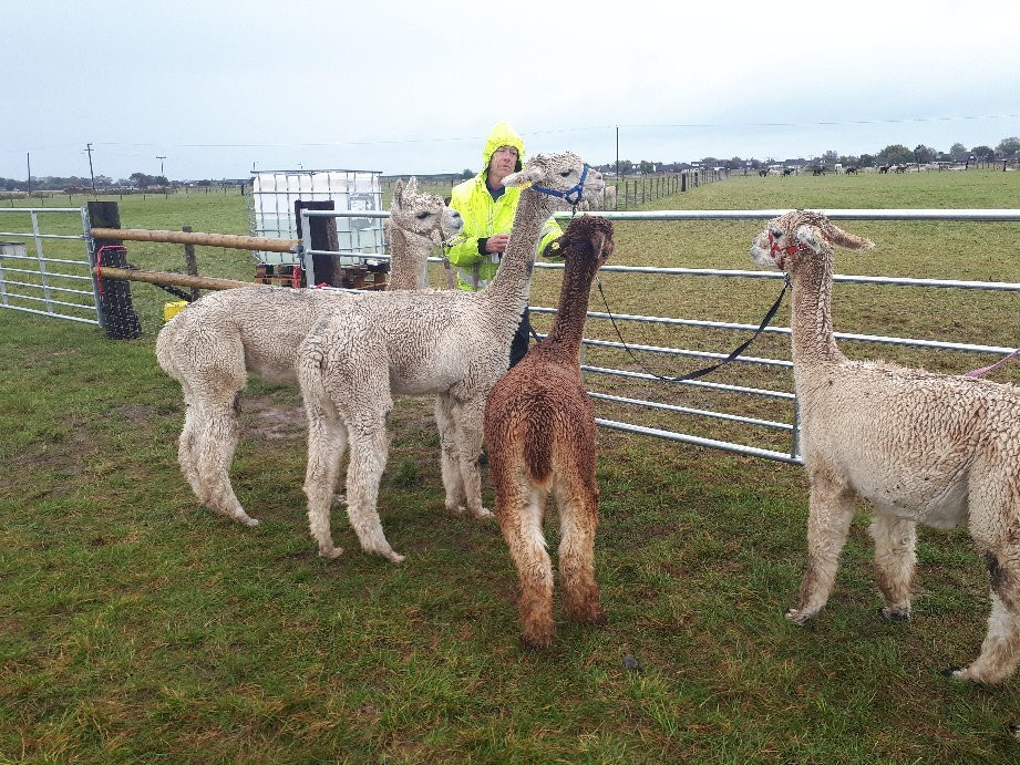 Alpaca Annie景点图片