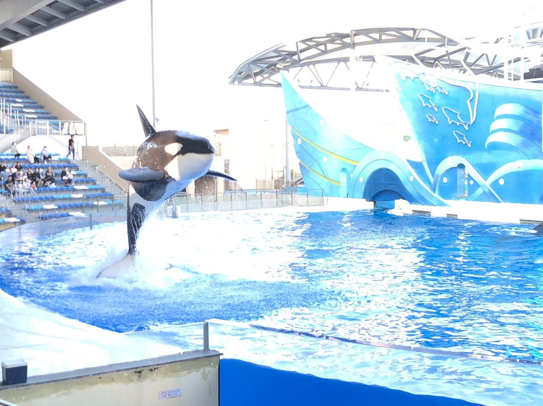 上海海昌海洋公园-上海市必去景点