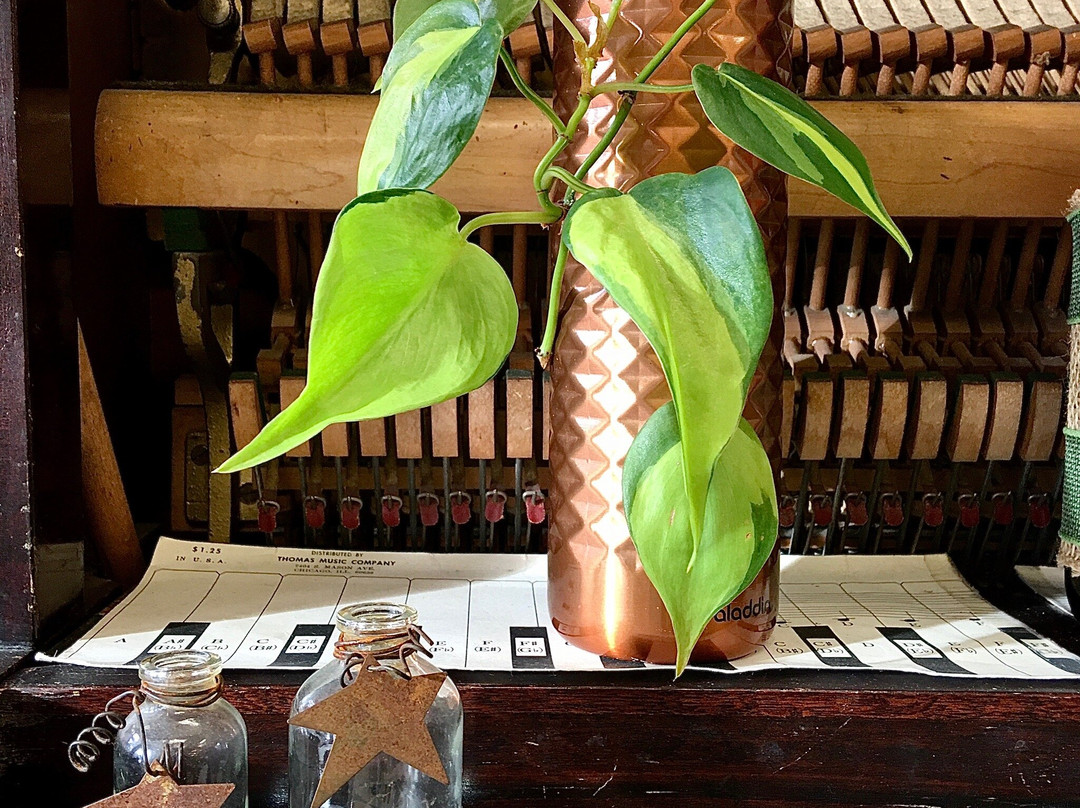 The Paisley Whale-Kingston必去景点