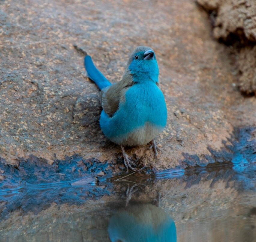 Mmpula Paradys Bosveld Lodge主图