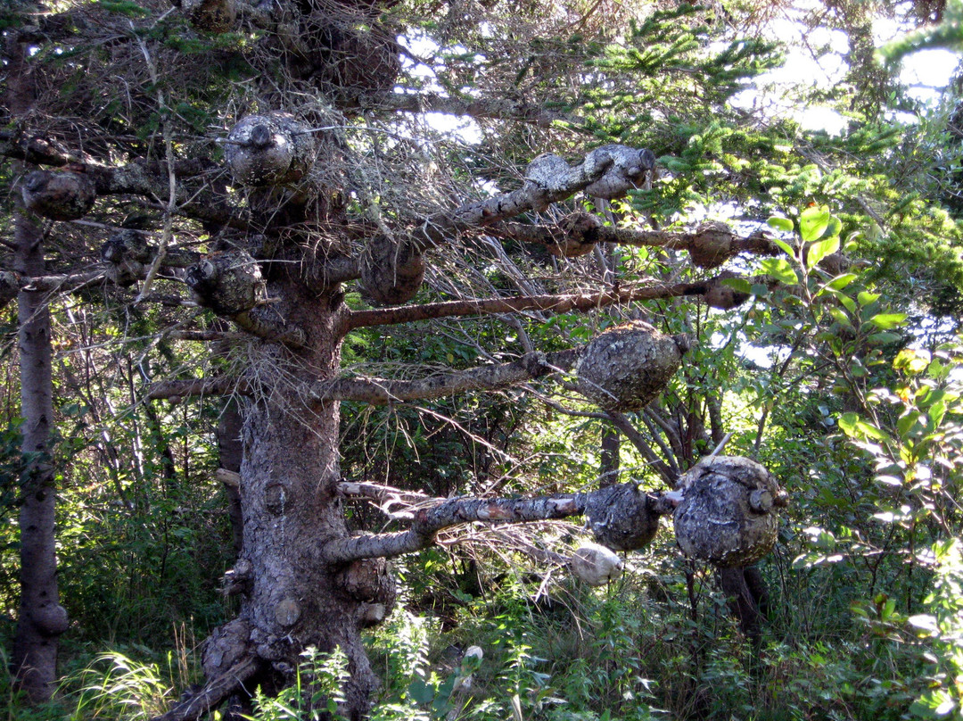 Charlos Cove旅游攻略图片