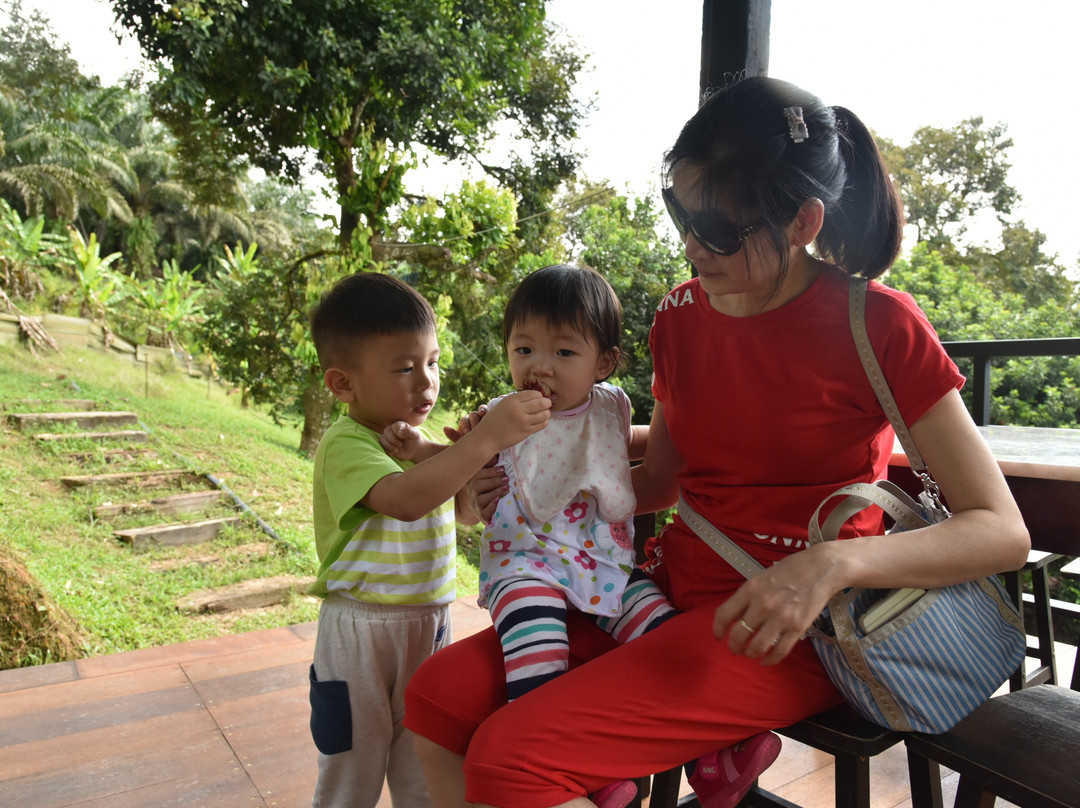 YES Durian Orchard-Raub必去景点