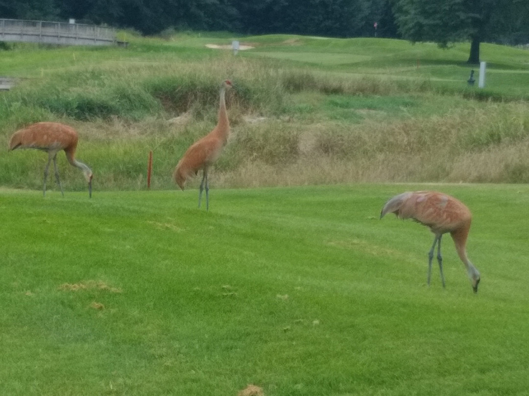 Fieldstone Golf Club of Auburn Hills景点图片