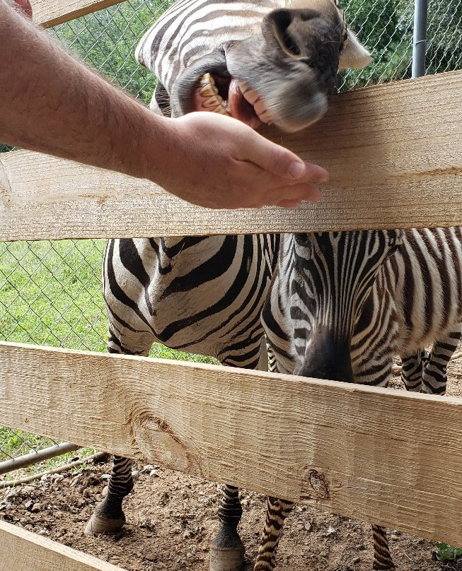 Chestatee Wildlife Preserve & Zoo-达洛尼加必去景点