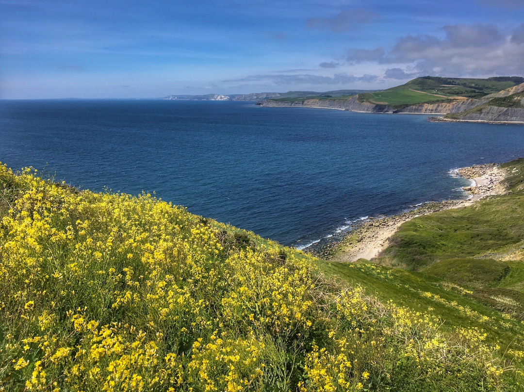 St Aldhelms Head - South West Coast Path walk景点图片