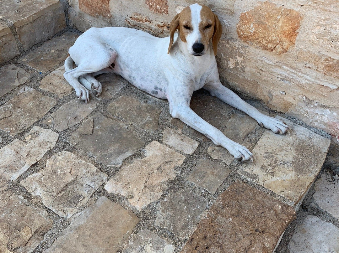 Tenuta Tedone Consolini主图