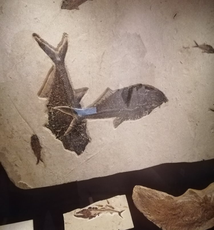 Muséum de Grenoble-格勒诺布尔必去景点