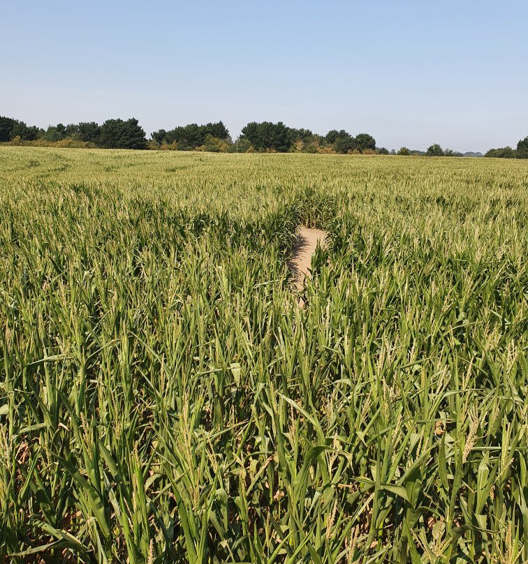 Southwold Maize Maze景点图片