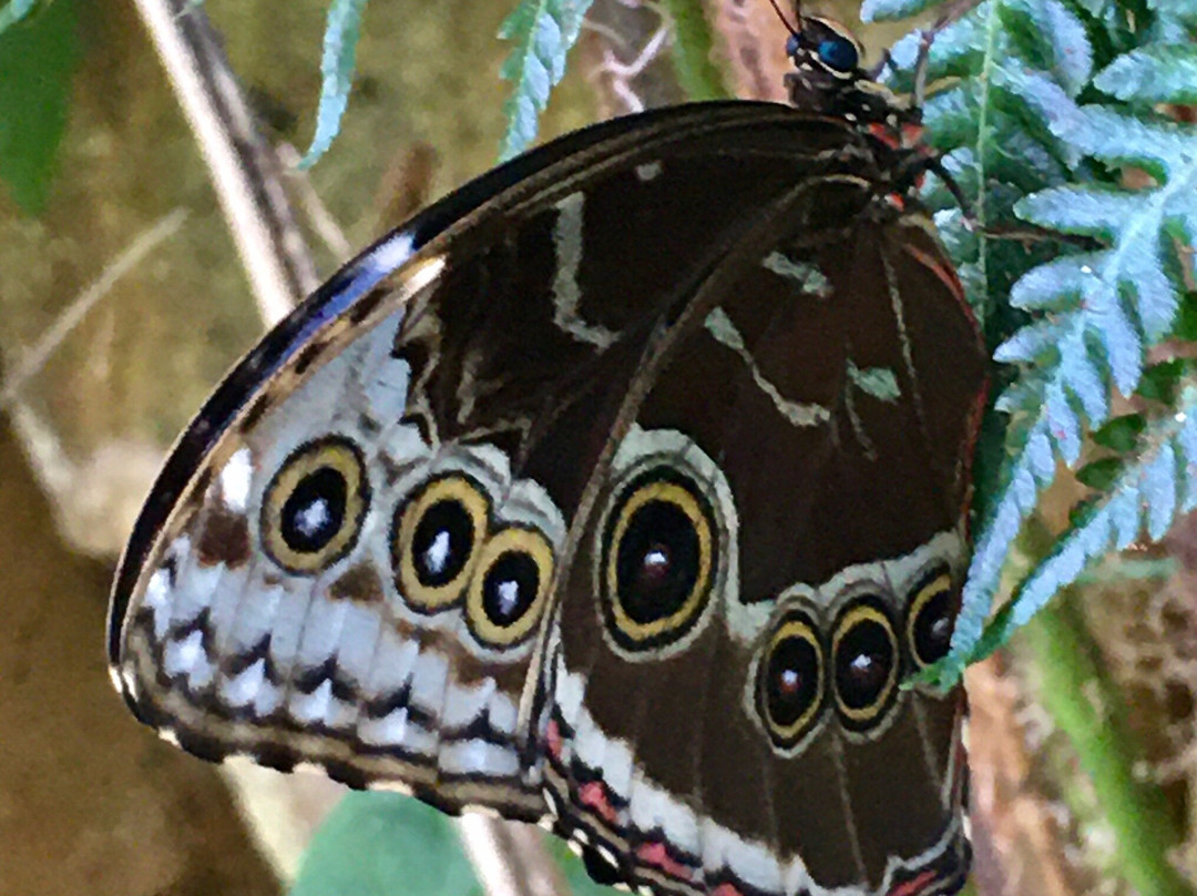 Le Jardin des Papillons景点图片